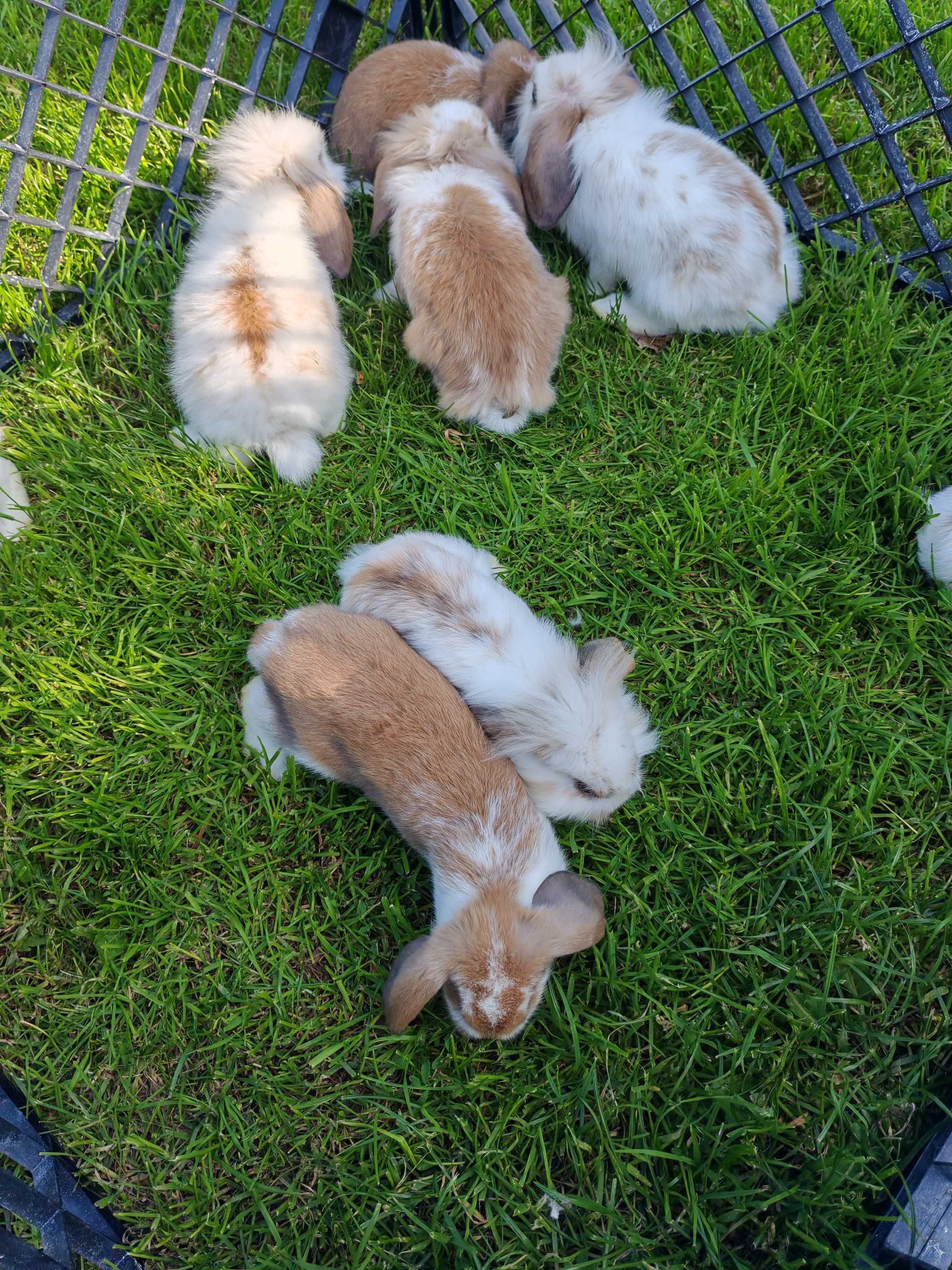 Królik miniaturka mini lop
