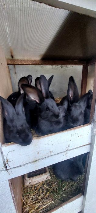 Sprzedam króliki mlode