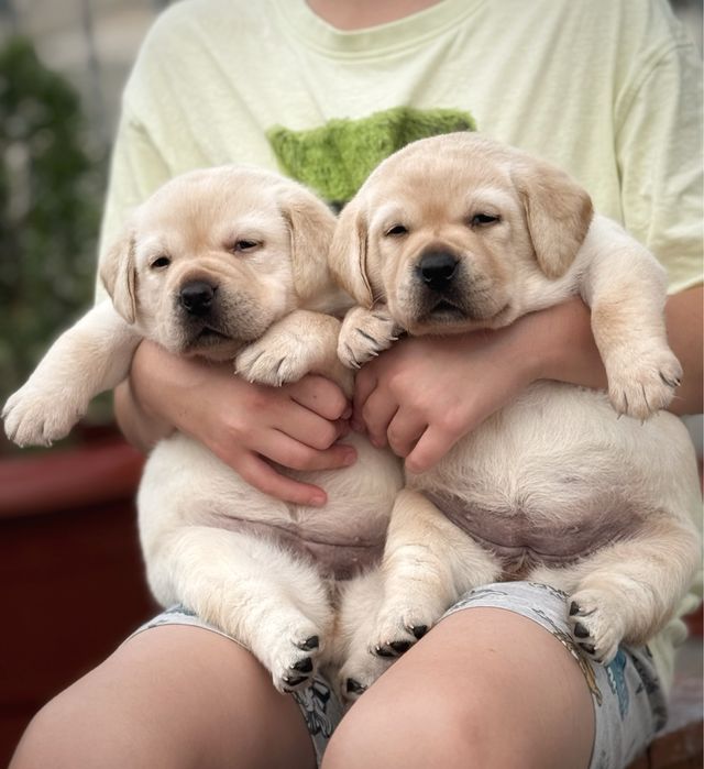 Чудові цуценята! Розплідник.