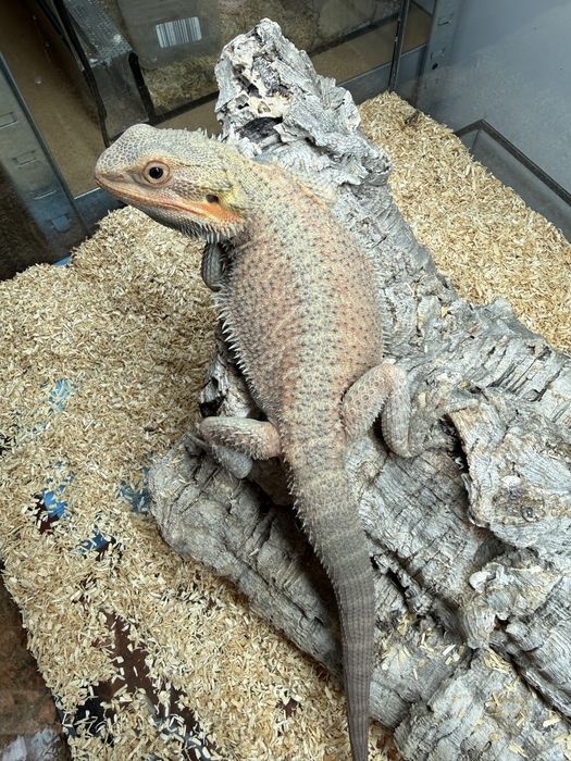 Agamy brodate samiec i samica