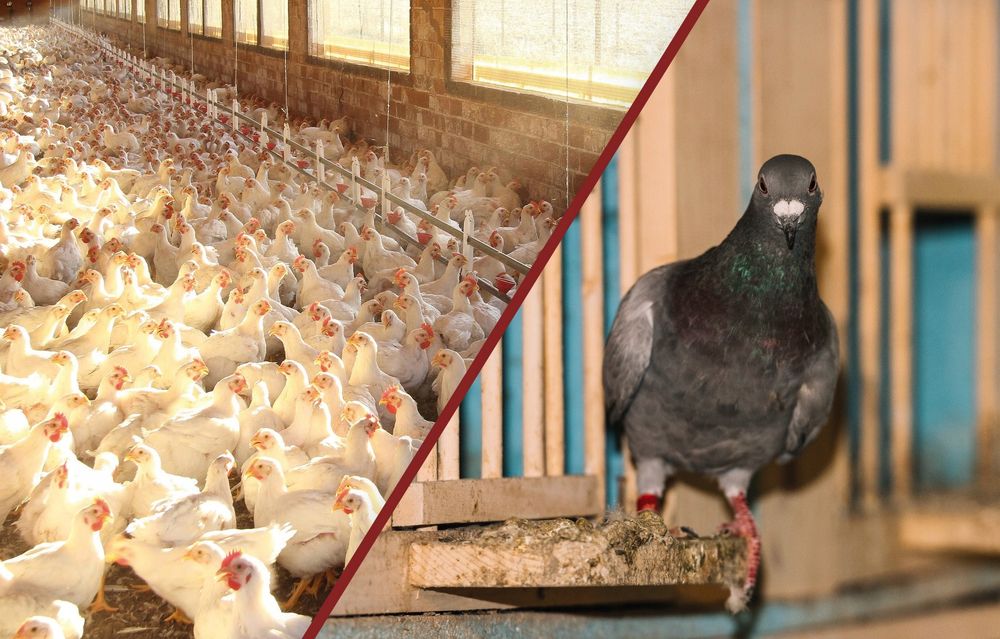 Środek płyn oprysk na roztocza wsparcie kur No Pest® Strangler Pro 1l