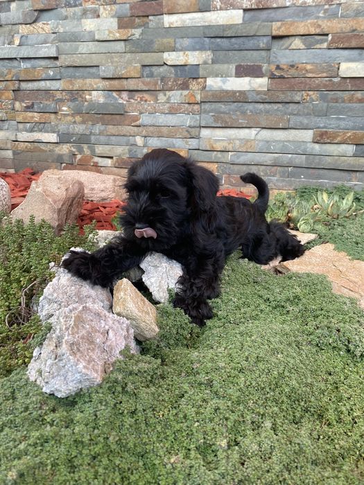 Sznaucer miniaturowy czarny ZKwP/FCI