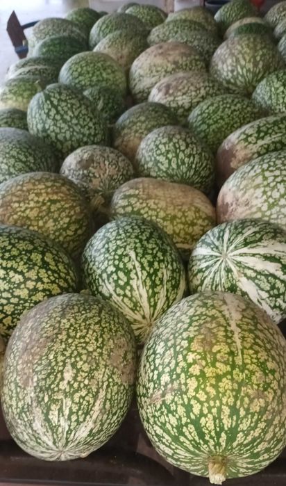 Chila Biológica sem tratamentos