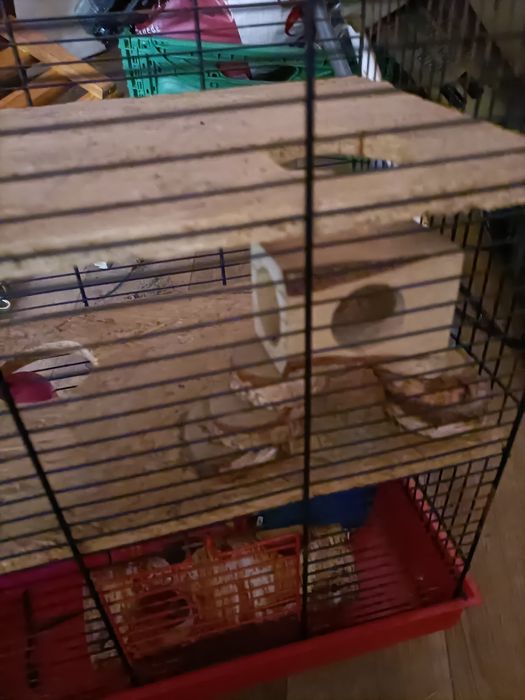 Klatka 24 x35x50 dla chomika myszki