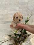 Maltipoo Pudel & Maltańczyk chłopczyk