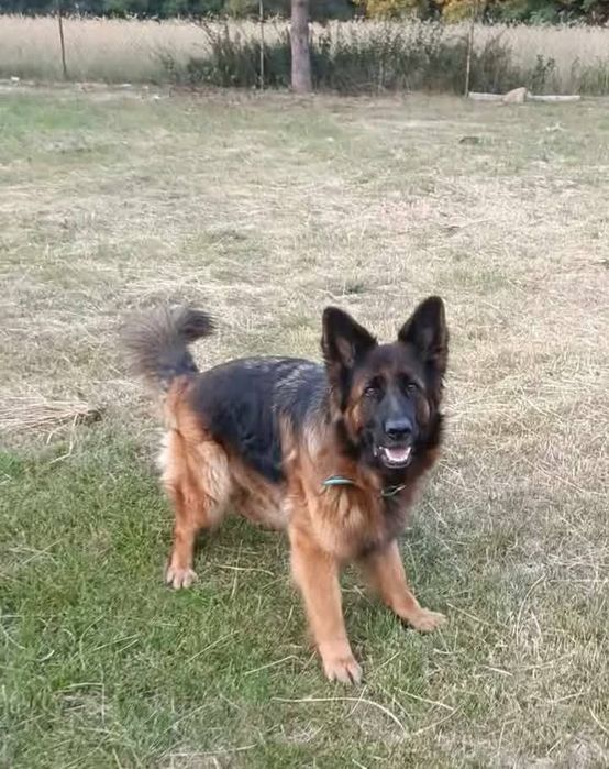 Nadal poszukiwana Bella