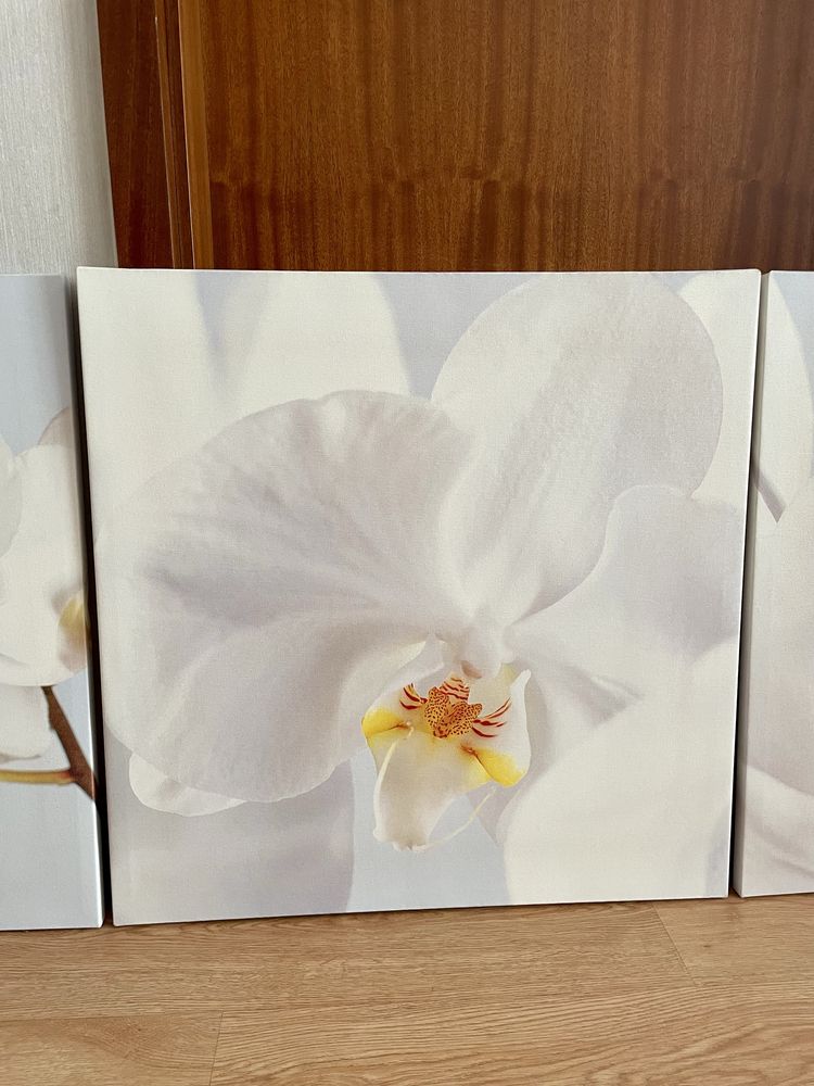 Quadros orquidea