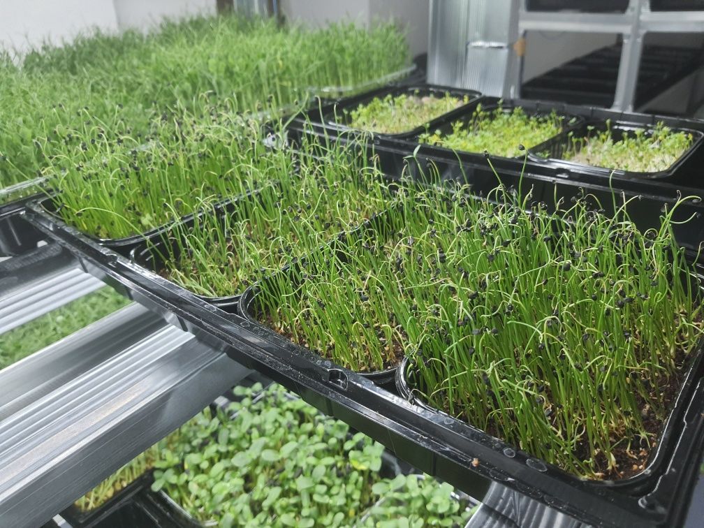 Готовий бізнес Міні сіті-ферма з вирощування мікрозелені