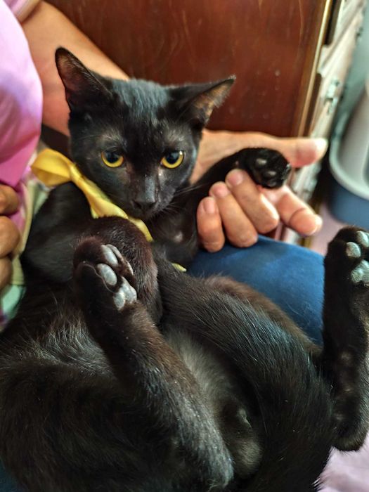 Gato 3.5 meses para adoção consciente