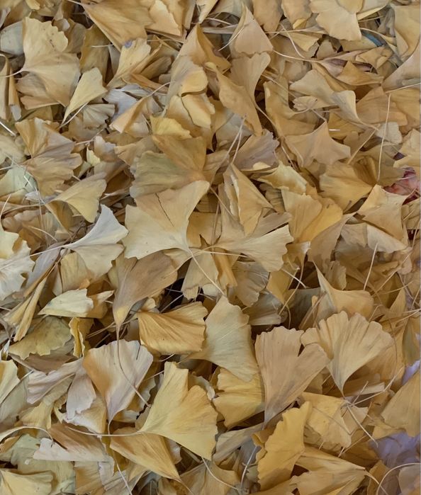 Листя Гінкго Білоба