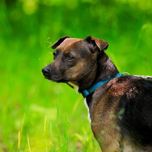 TOLA – mała, dorosła, wrażliwa sunia szuka odpowiedzialnych opiekunów