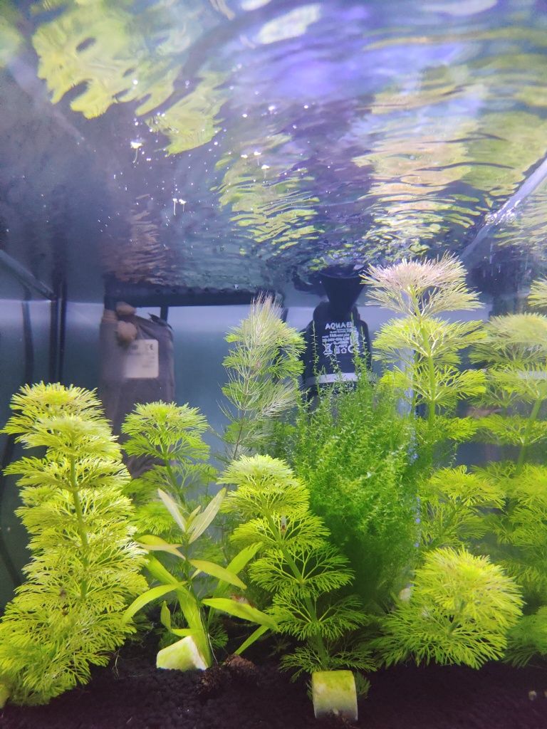 LIMNOPHILA SESSILIFLORA 10 sadzonek + 2 gratis- możliwa wysyłka