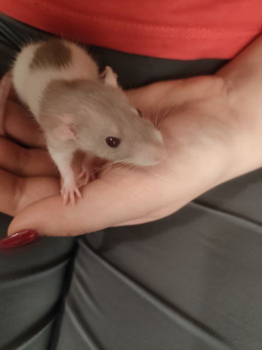 Віддам криску в добрі руки