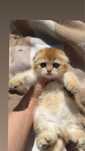 Кошенята шотландські чист шотландці котики шиншила золота пор висловух