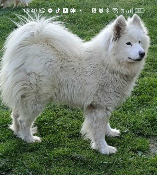 Samoyed zdrowa dorosła sunia