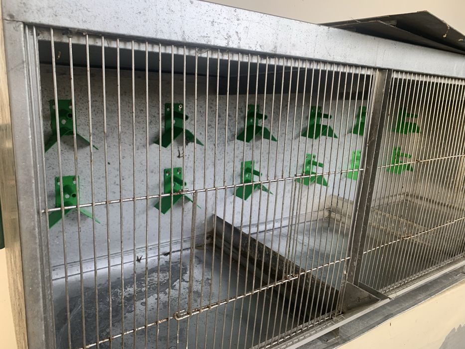 Voadeira e viveiro aves