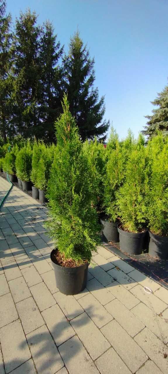 Tuja Szmaragd, Thuja Szmaragd, h-140cm