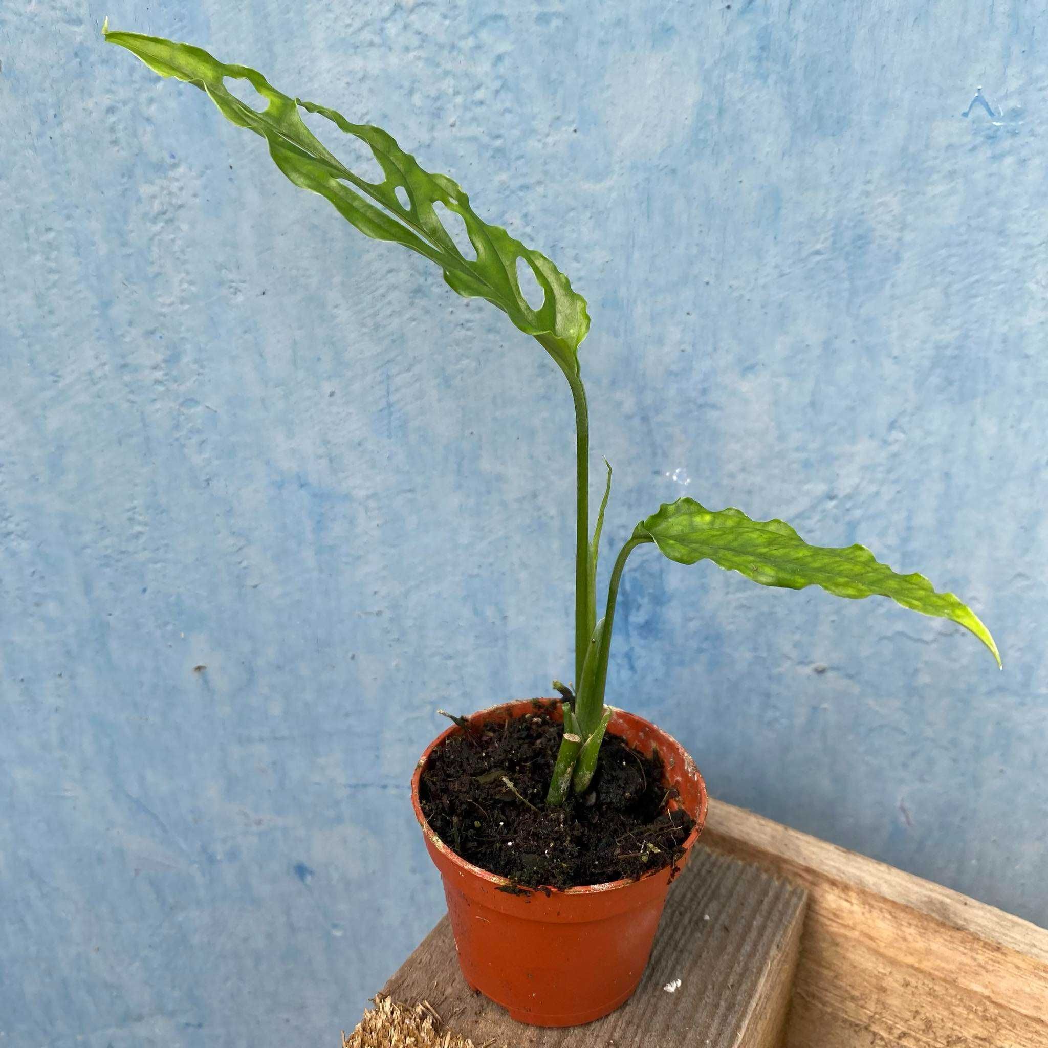 Monstera Obliqua Peru