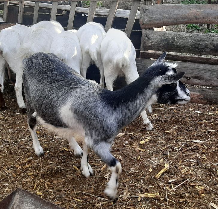 Альпийская коза год и 8 месяцев. Козы.