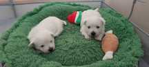 West Highland White Terrier