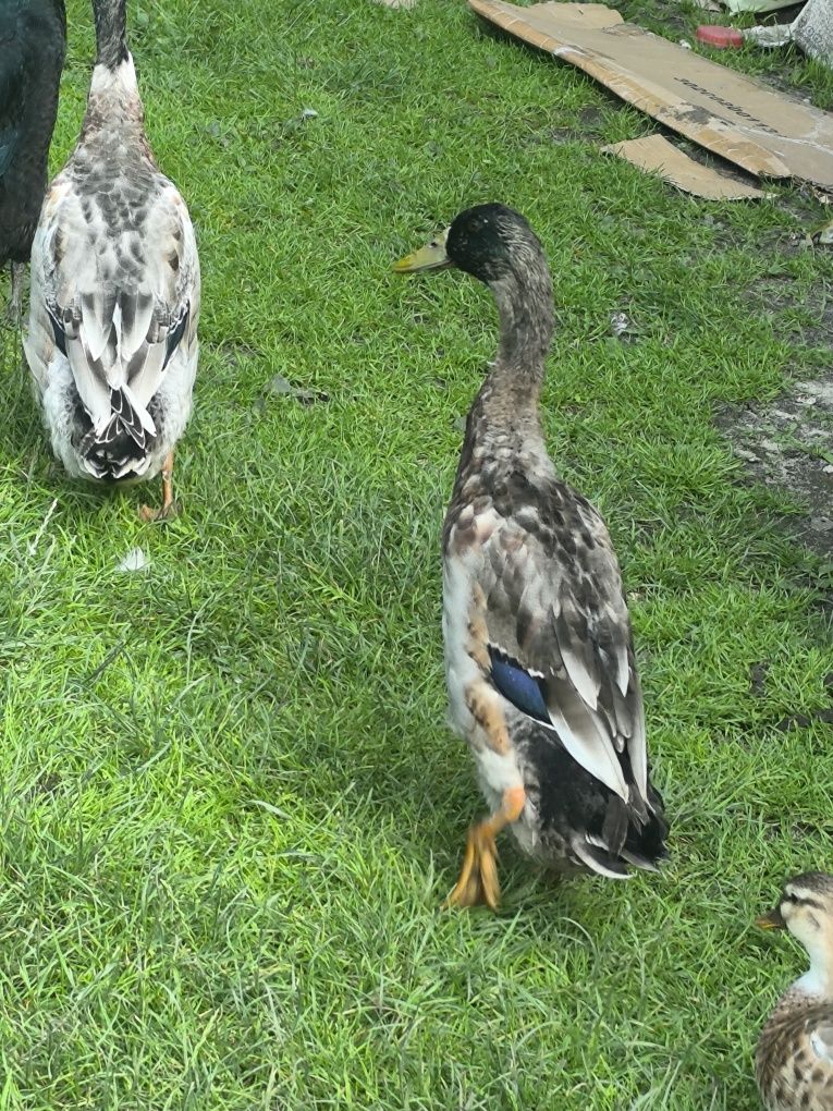 Sprzedam 2 kaczory biegusy , młode kaczki Pekin