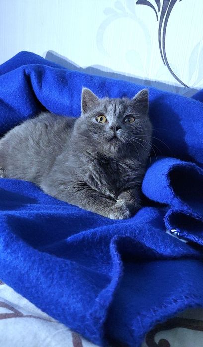 Шикарне шотландське кошеня