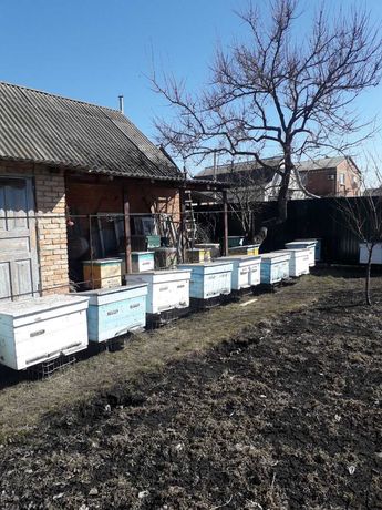 Продам вулики з бджолами укр.породи в Миргороді.