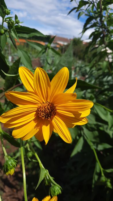 Tupinambo / girassol batateiro