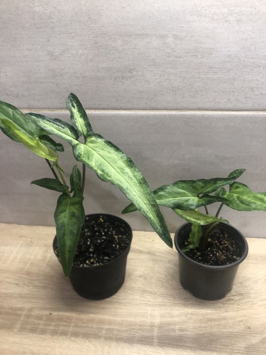 Сингоніуми, сциндаппсуси