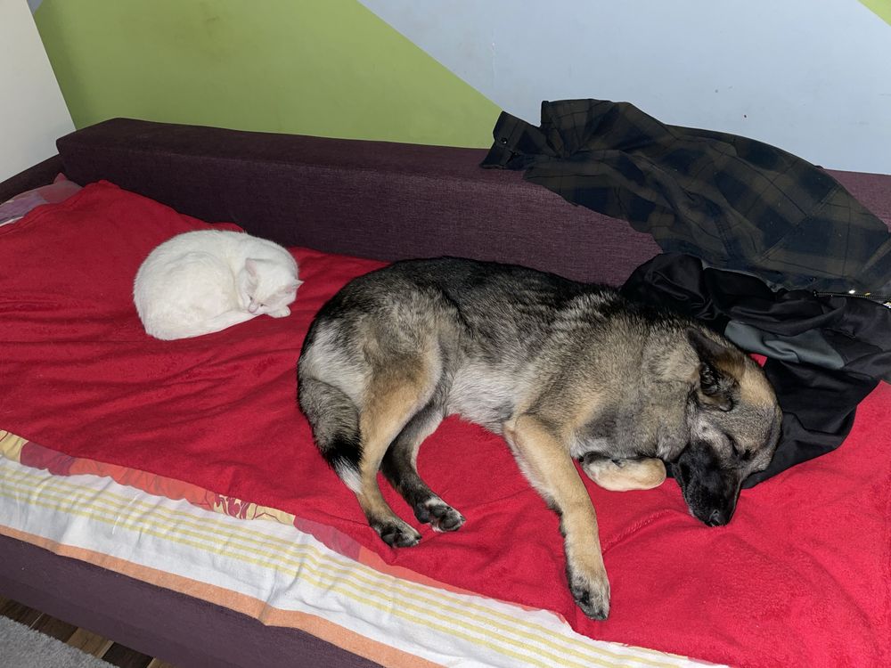 Suczka w dobre ręce