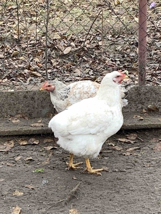 Курочки Мастер Грей