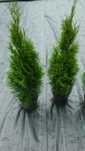 Tuja Thuja Szmaragd 90-100cm!