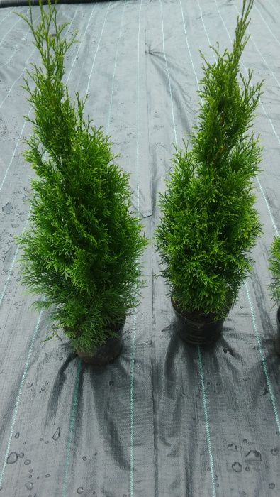 Tuja Thuja Szmaragd 60-70cm!