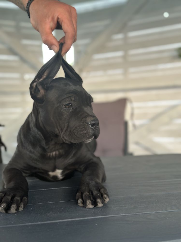 Szczeniaki Cane Corso Italiano FCI