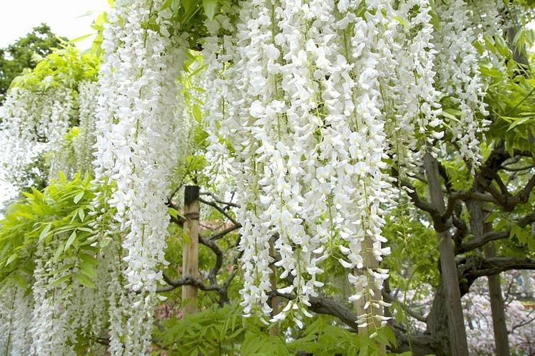 Sementes Glicínia flor branca Wisteria floribunda