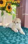 Класнючий хлопчик Scottish fold