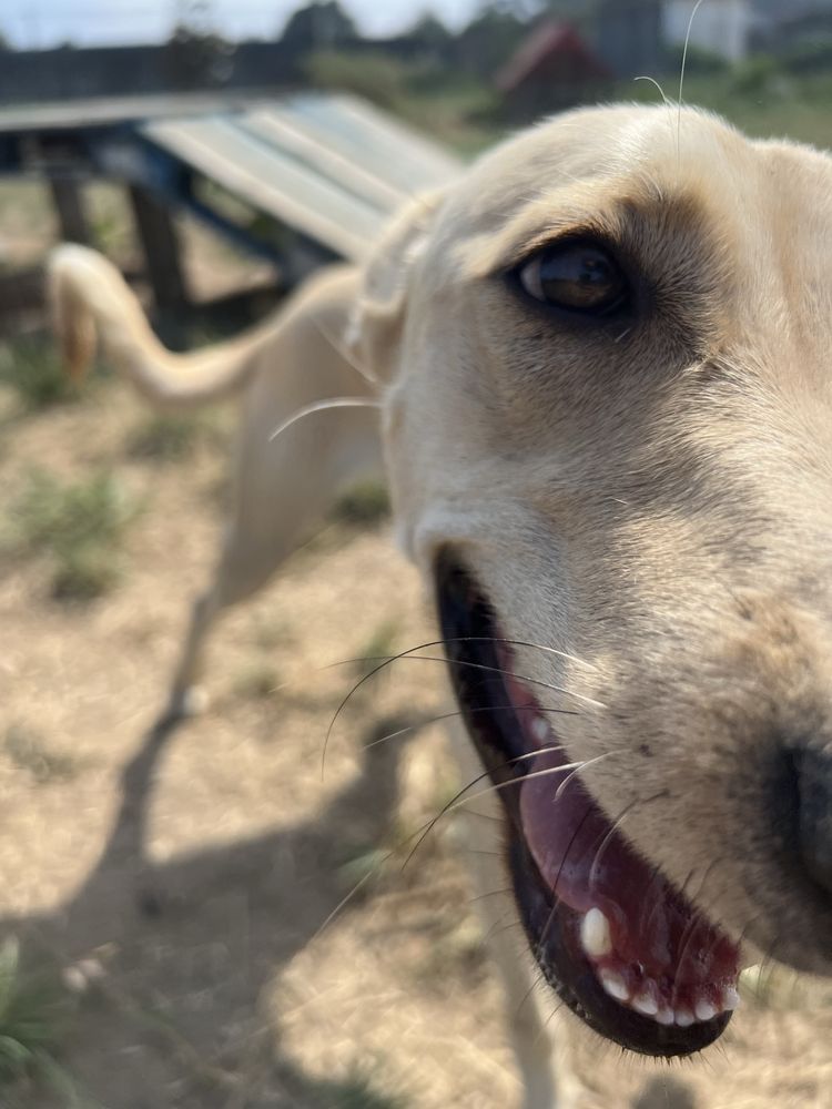 Cachorra para adoção responsavel