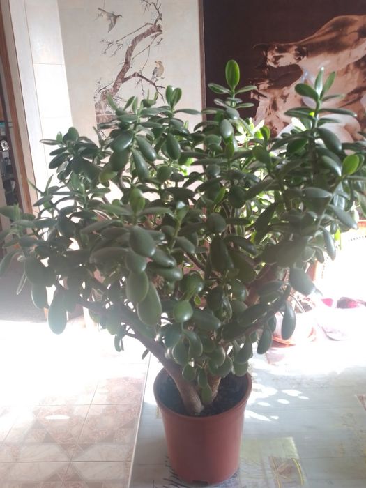 Продам денежное дерево