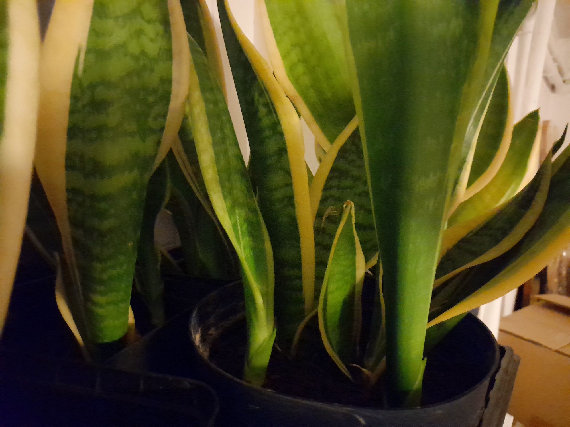 Sanseveria. Szable.