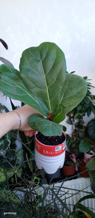 Сінгоніум пілея гібіскус вар сансевієрія лірата