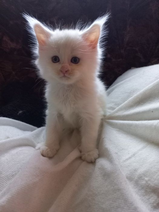 Biały kocurek Maine Coon