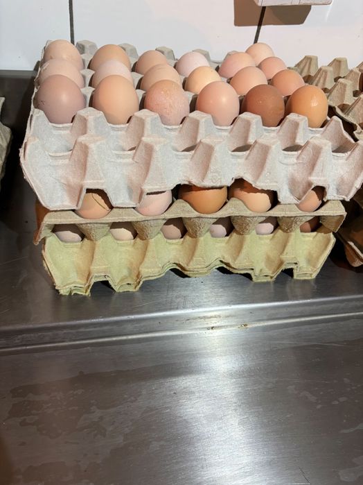 Jajka świeże kremowe