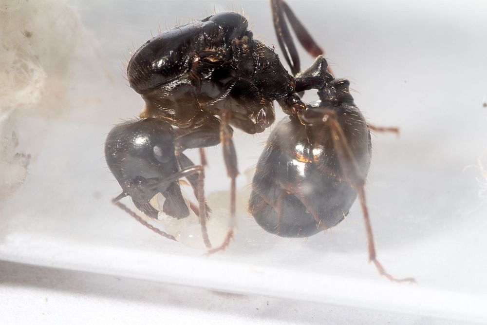 Колонії 2025 Messor Capitatus Солдати / фермы / муравьи / мессор /форм