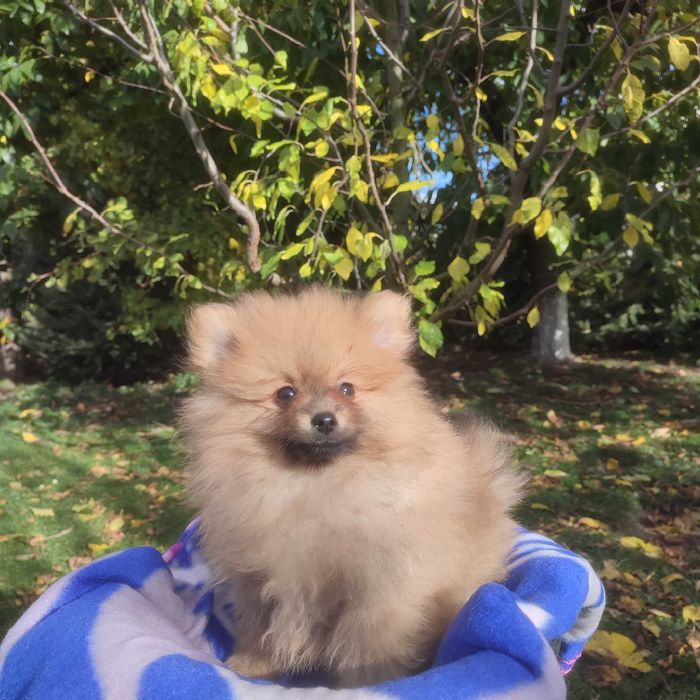 Wzorcowy Mały Szpic Niemiecki piękny exterrier rodzice FCI