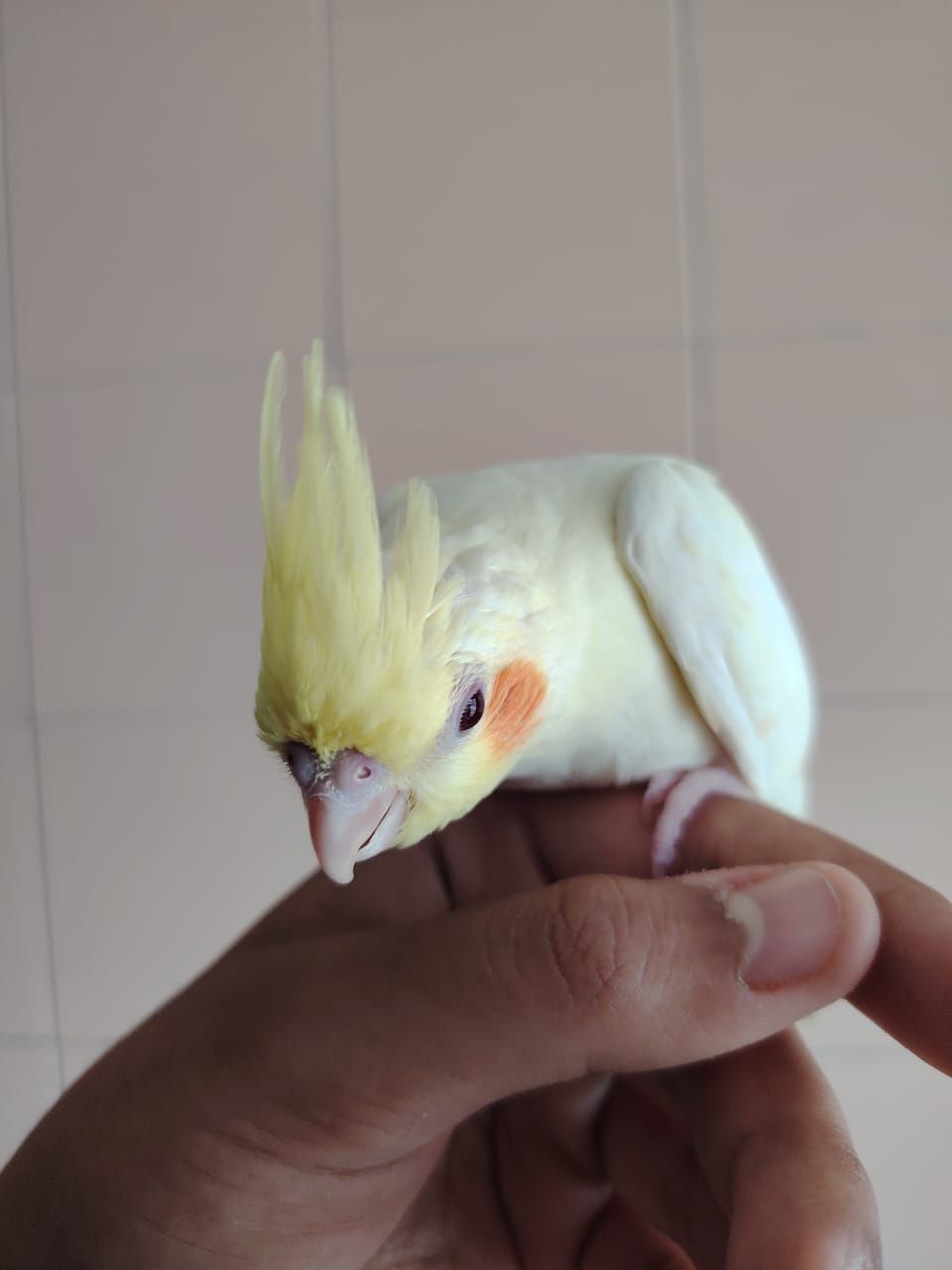 Cattura lutino criado a mão