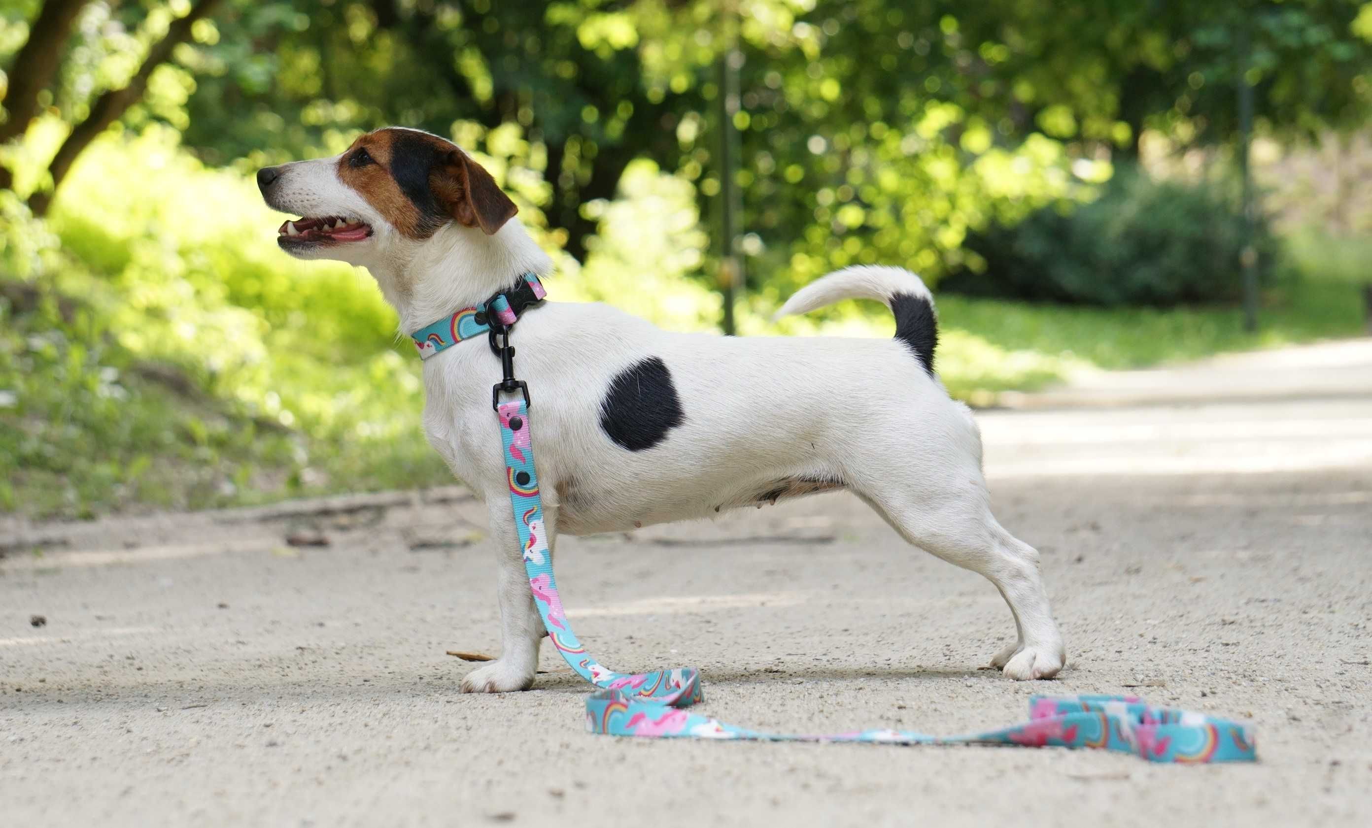 Jack Russell Terrier ZKwP FCI cudowny piesek rezerwacja