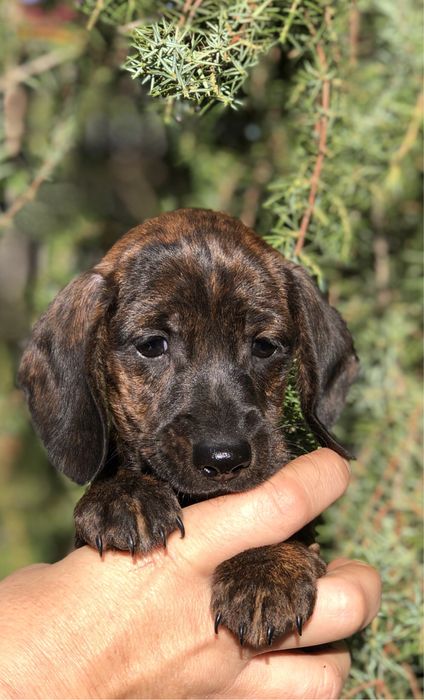 Тигрове цуценя мініатюрної такси з документами клуба