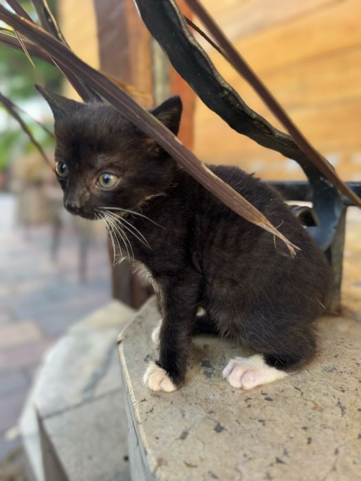 Kotki za darmo samidxielne