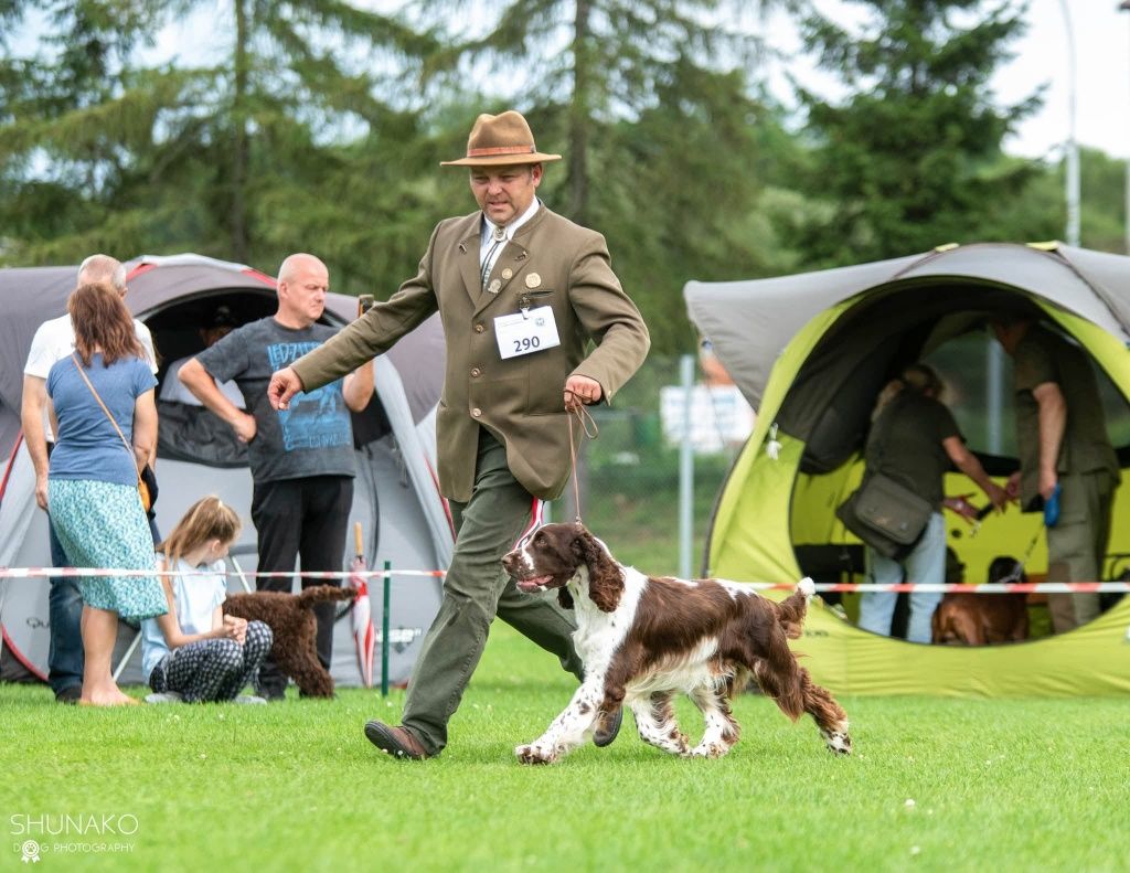 Springiel Spaniel Angielski