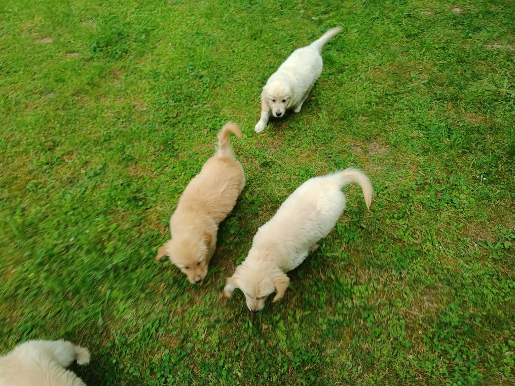 Golden retriever sunia jasna